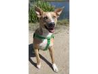 Adopt Nyla a Australian Shepherd, Pit Bull Terrier