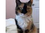 Adopt Fiona a Tortoiseshell, Calico