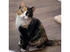 Adopt Gabby a Tortoiseshell, Calico