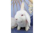 Adopt Victoria a Mini Lop