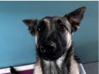 Adopt KATNISS a German Shepherd Dog