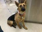 Adopt Dog a German Shepherd Dog, Mixed Breed