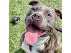 Adopt Sugar a Pit Bull Terrier