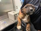 Adopt SHANDY a Pit Bull Terrier