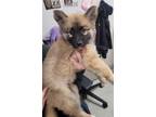 Adopt ADELE a German Shepherd Dog