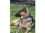 Adopt A684518 a German Shepherd Dog