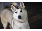 Adopt Kismet a Siberian Husky