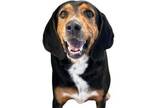 Adopt Florence a Coonhound