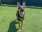 Adopt HEIDI a German Shepherd Dog