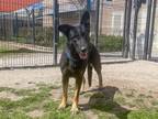 Adopt SOPHIE a German Shepherd Dog