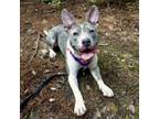 Adopt Roo a Mixed Breed