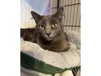 Adopt Gaia a Domestic Medium Hair