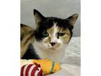 Adopt Flaca a Domestic Short Hair