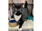 Adopt Luna a Domestic Short Hair