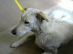 Adopt VALKYRIE a Labrador Retriever, Mixed Breed