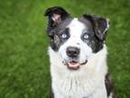 Adopt LASSIE a Border Collie