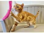 Adopt Auntie Orange a Domestic Short Hair