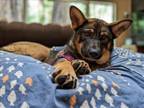 Adopt BUTTERCUP* a German Shepherd Dog, Mixed Breed