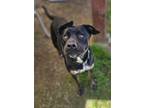 Adopt LOTTIE* a Labrador Retriever, Sheep Dog