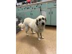 Adopt Coppola a Great Pyrenees, Mixed Breed