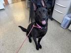 Adopt INKA a German Shepherd Dog