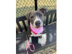 Adopt HARRIET a Pit Bull Terrier