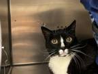 Adopt BELLA a Domestic Short Hair