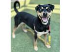 Adopt Angel a Rottweiler, Husky