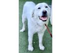 Adopt Daisy a Great Pyrenees, Mixed Breed