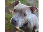 Adopt MEESKA a Pit Bull Terrier