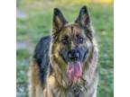Adopt GENEVIEVE a German Shepherd Dog