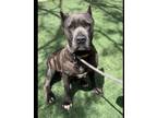 Adopt KATANA a Cane Corso