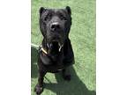 Adopt CHEETAH a Cane Corso