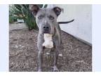 Adopt PHOEBE a Pit Bull Terrier