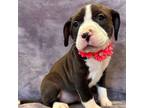Adopt Reba a Pit Bull Terrier, Boxer