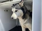 Adopt A131514 a Husky