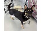 Adopt TREY a German Shepherd Dog