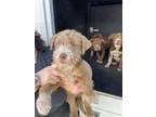 Adopt A131547 a German Wirehaired Pointer