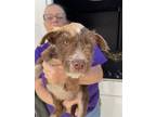 Adopt A131549 a German Wirehaired Pointer
