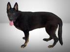 Adopt A131534 a German Shepherd Dog