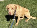 Adopt A131529 a Labrador Retriever, Mixed Breed