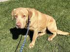 Adopt BIRDIE a Labrador Retriever, Mixed Breed