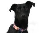 Adopt Parsnip a Labrador Retriever