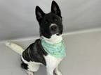 Adopt CARMELLA a Akita