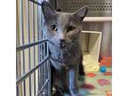 Adopt Pearl a Domestic Short Hair