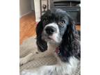 Adopt Callie U 24037 a Cocker Spaniel, Cavalier King Charles Spaniel