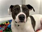 Adopt COWGIRL a Pit Bull Terrier, Mixed Breed