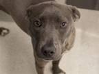 Adopt HOLLY a Pit Bull Terrier, Mixed Breed