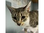 Adopt Little One Yonder a Domestic Short Hair