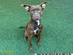 Adopt COCO PUFF a Pit Bull Terrier